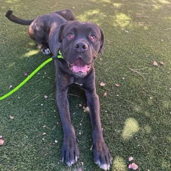 Kong -  Cane Corso Dog for Adoption in Incline Village, Nevada - Kong | PetCurious