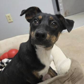 Aurora -  Mixed Breed Dog for Adoption in Watertown, New York - Aurora | PetCurious