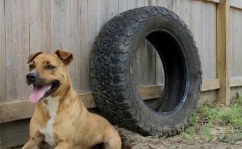 Rorshak -  Rhodesian Ridgeback and Boxer Dog for Adoption in Willis, Texas - Rorshak | PetCurious