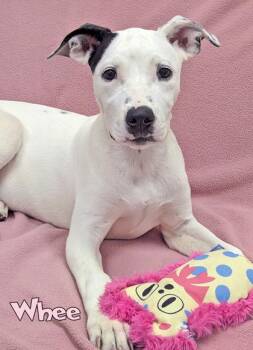 Whee -  Pit Bull Terrier and Mixed Breed Dog for Adoption in Mason, Michigan - Whee | PetCurious