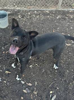 German Shepherd Dog and Pit Bull Terrier Dogs Available for Adoption - Ink | PetCurious