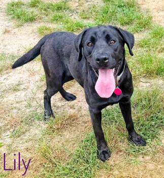 Black Labrador Retriever Dogs Available for Adoption in Killingworth, Connecticut - Lily #29 | PetCurious