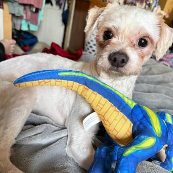 Poodle Dogs Available for Adoption in York, Pennsylvania - Nene | PetCurious
