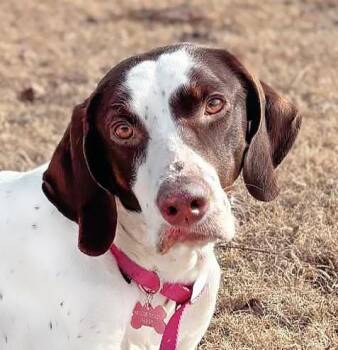 Rescue Pointer Dogs for Adoption in Wood Dale, Illinois - Daisy- Foster Home Needed | PetCurious