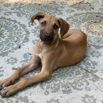 Gemma -  Great Dane Dog for Adoption in Raleigh, North Carolina - Gemma | PetCurious