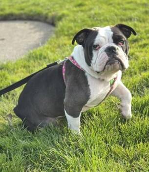 English Bulldog Dogs Available for Adoption in Bonney Lake, Washington - GLORIA GAYNOR | PetCurious