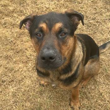 Mixed Breed Dogs Available for Adoption in Goleta, California - King | PetCurious