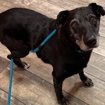 Labrador Retriever Dogs Available for Adoption in Sidney, Ohio - Doc Yrly 157 | PetCurious