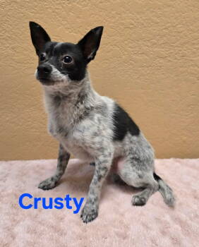 Rescue Chihuahua Dogs for Adoption in Modesto, California - Crusty | PetCurious