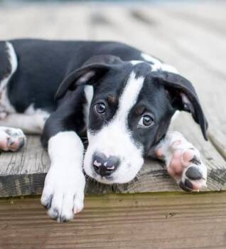 Takis -  Hound Dog for Adoption in Germantown, Ohio - Takis | PetCurious