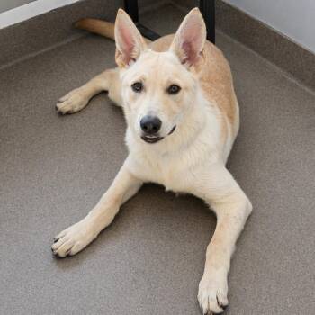 German Shepherd Dog Dogs Available for Adoption in South Elgin, Illinois - Tamara | PetCurious