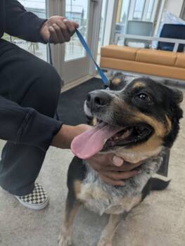 Rescue Australian Cattle Dog Blue Heeler and Mixed Breed Dogs for Adoption in Fort Worth, Texas - Stella | PetCurious