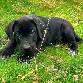 German Shorthaired Pointer and Dalmatian Dogs Available for Adoption - Buck | PetCurious