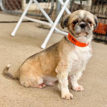 Antonio (AG26-16) -  Shih Tzu Dog for Adoption in Peyton, Colorado - Antonio (AG26-16) | PetCurious
