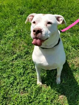 Bella -  American Staffordshire Terrier Dog for Adoption in Mooresville, North Carolina - Bella | PetCurious