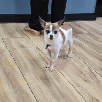 Leo -  Chihuahua Dog for Adoption in Newark, New Jersey - Leo | PetCurious