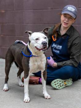 Baroness -  Mixed Breed Dog for Adoption in Chamblee, Georgia - Baroness | PetCurious