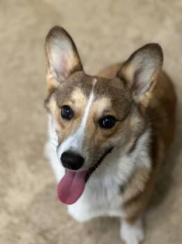Corgi Dogs Available for Adoption in Russellville, Kentucky - Goober | PetCurious