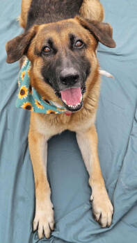 Rescue German Shepherd Dog and Mixed Breed Dogs for Adoption in Warren, Michigan - GoJo | PetCurious