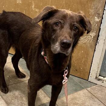 Coco Puffs -  Mixed Breed Dog for Adoption in Chattanooga, Tennessee - Coco Puffs | PetCurious