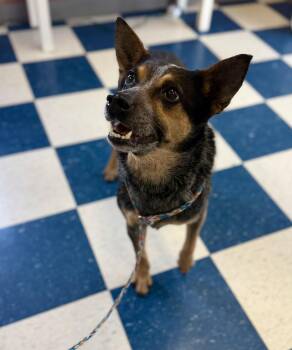Australian Cattle Dog Blue Heeler Dogs Available for Adoption - Bella | PetCurious