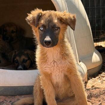 Trefoil -  Mixed Breed Dog for Adoption in Moab, Utah - Trefoil | PetCurious