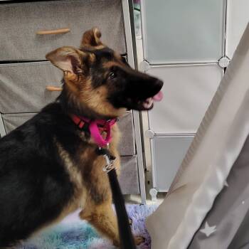 Alfie -  German Shepherd Dog Dog for Adoption in Murray, Utah - Alfie | PetCurious
