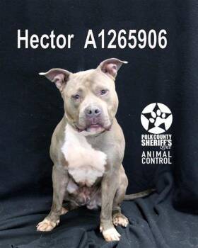 American Bulldog and Mixed Breed Dogs Available for Adoption in Winter Haven, Florida - HECTOR | PetCurious