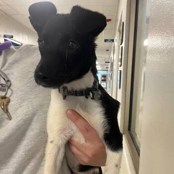 Rat Terrier and Jack Russell Terrier Dogs Available for Adoption in Manassas, Virginia - Pablo (ID 51345/1477) | PetCurious