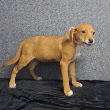 Margaret -  Mixed Breed Dog for Adoption in Medfield, Massachusetts - Margaret | PetCurious
