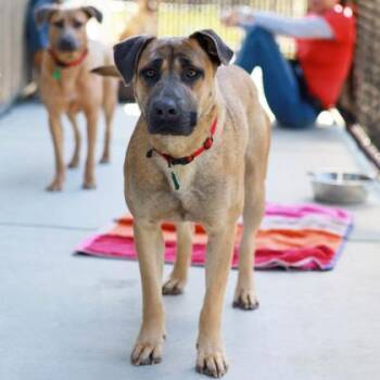 Mixed Breed Dogs Available for Adoption in Atlanta, Georgia - Wynn | PetCurious