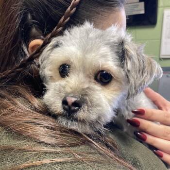 Shih Tzu Dogs Available for Adoption - Oreo Cakester | PetCurious