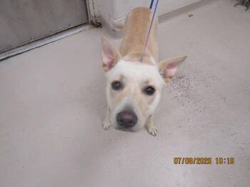 Blondie (853) -  Shepherd and Pit Bull Terrier Dog for Adoption in Marietta, Georgia - Blondie (853) | PetCurious