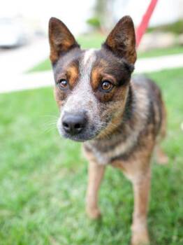 Australian Cattle Dog Blue Heeler Dogs Available for Adoption in Ramona, California - Pryor | PetCurious