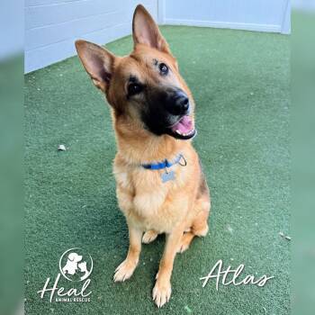 German Shepherd Dog Dogs Available for Adoption in Youngwood, Pennsylvania - Atlas | PetCurious