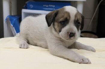 Peach -  Hound Dog Available for Adoption in Willingboro, New Jersey - Peach | PetCurious