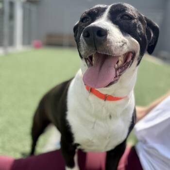 Pit Bull Terrier and Basset Hound Dogs Available for Adoption in Fullerton, Pennsylvania - Lola | PetCurious