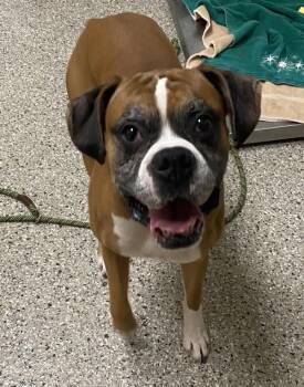 Dakota -  Boxer Dog for Adoption in Vancouver, Washington - Dakota | PetCurious