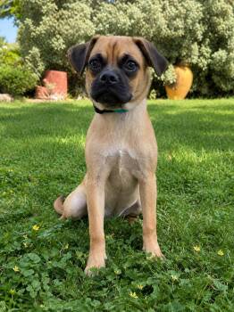 FERGUSON -  Pug Dog for Adoption in Vaughan, Ontario - FERGUSON | PetCurious