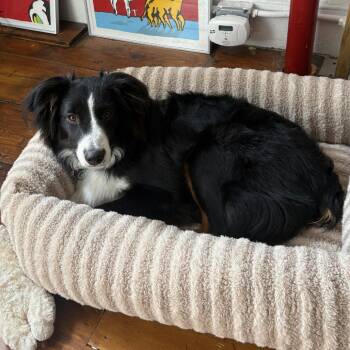 Australian Shepherd Dogs Available for Adoption in New York, New York - Luca | PetCurious