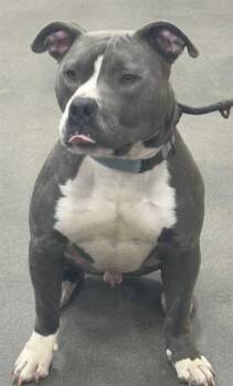 Pit Bull Terrier Dogs Available for Adoption - BLUE | PetCurious