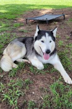 Geyser -  Siberian Husky Dog for Adoption in Myrtle Beach, South Carolina - Geyser | PetCurious
