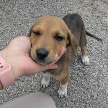 Sissy -  Hound Dog Available for Adoption in Birmingham, Alabama - Sissy | PetCurious