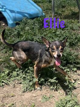 Ellie -  Chihuahua Dog for Adoption - Ellie | PetCurious