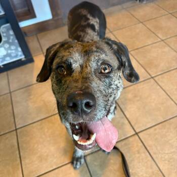 Catahoula Leopard Dog and Mixed Breed Dogs Available for Adoption - Marie | PetCurious