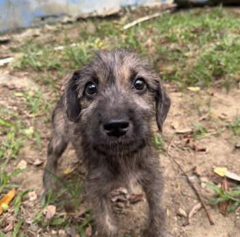 Eden -  Labrador Retriever Dog for Adoption in New York, New York - Eden | PetCurious