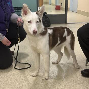 Hazel -  Husky and Border Collie Dog for Adoption in Briarcliff Manor, New York - Hazel | PetCurious