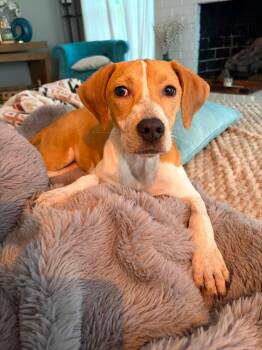 Maple -  Hound Dog for Adoption in Wando, South Carolina - Maple | PetCurious