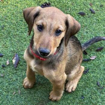 Liberty (Available off-site on 11/8) -  Airedale Terrier Dog for Adoption in Briarcliff Manor, New York - Liberty (Available Off-site On 11/8) | PetCurious