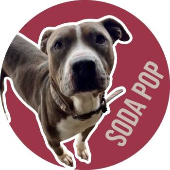 Pit Bull Terrier Dogs Available for Adoption in Fort Worth, Texas - Soda Pop | PetCurious